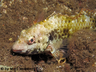 unidentif. Lippfisch (Family: Labridae)