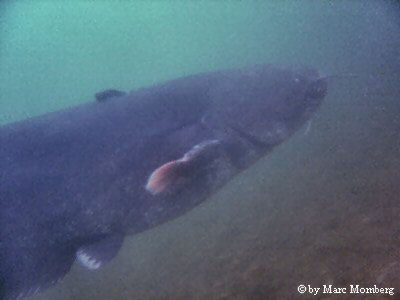 Wels / Waller (Silurus glanis)