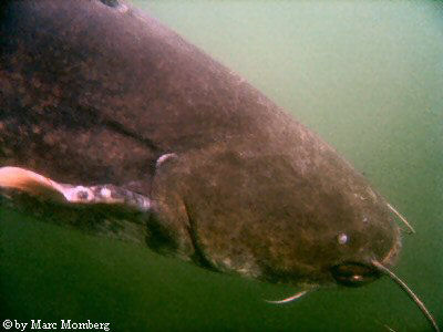 Wels / Waller (Silurus glanis)