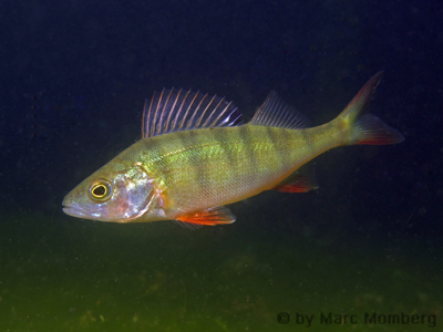 Flubarsch (Perca fluviatilis)