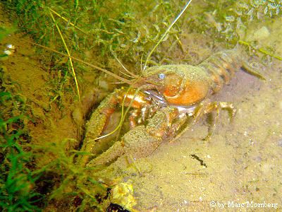 Kamberkrebs / Amerik. Flusskrebs (Orconectes limosus)
