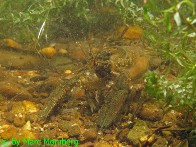Kamberkrebs / Amerik. Flusskrebs (Orconectes limosus)
