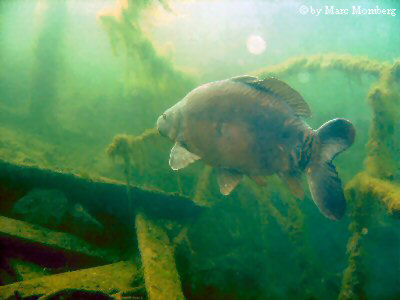 Spiegelkarpfen (Cyprinus carpio morpha noblis)