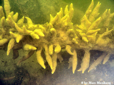 Swasserschwamm (Spongilla ?)
