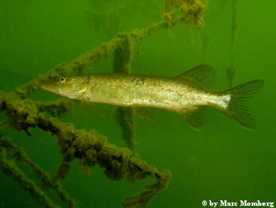 Hecht (Esox lucius)