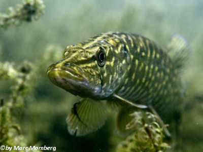 Hecht (Esox lucius)