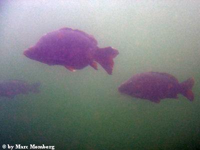 Karpfen (Cyprinus carpio)