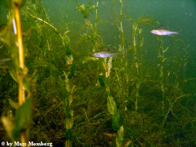 Flubarsche (Perca fluviatilis)