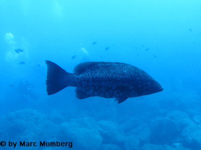 Atlantischer Insel-Zackenbarsch (Mycteroperca fusca)