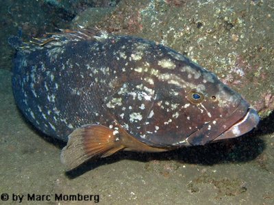 Atlantischer Insel-Zackenbarsch (Mycteroperca fusca)
