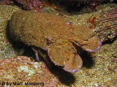 Groer Baerenkrebs (Scyllarides latus)