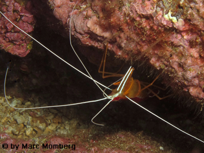 Atlantische Weiband-Putzergarnele (Lysmata grabhami)