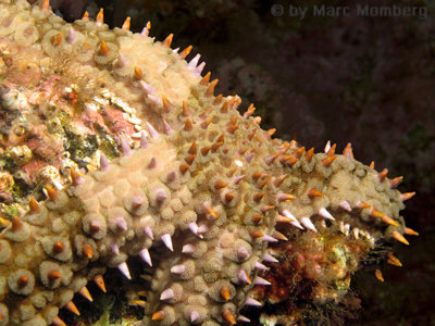 Eisseestern / Warzenstern (Marthasterias glacialis)