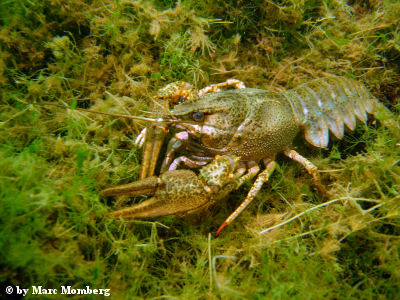 Galizischer Sumpfkrebs (Astacus leptodactylus)