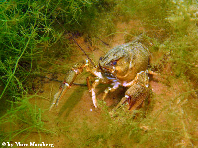 Galizischer Sumpfkrebs (Astacus leptodactylus)