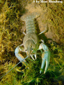 Galizischer Sumpfkrebs (Astacus leptodactylus)