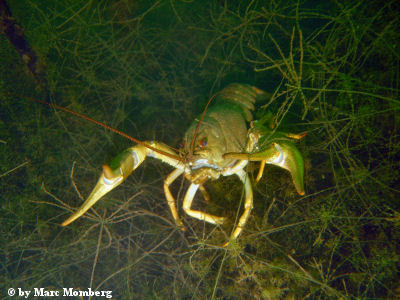 Galizischer Sumpfkrebs (Astacus leptodactylus)