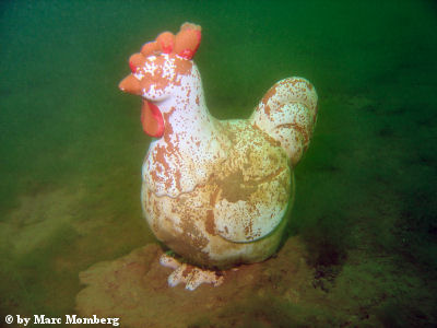 Huhn