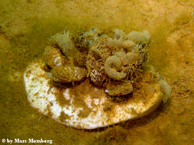 Muscheln
