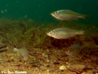 Haseln (Leuciscus leuciscus)