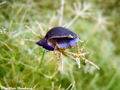 Schnecke