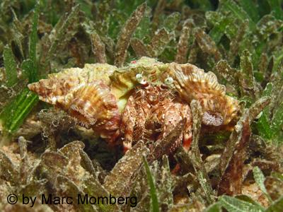 Anemonentraeger (Dardanus tinctus)