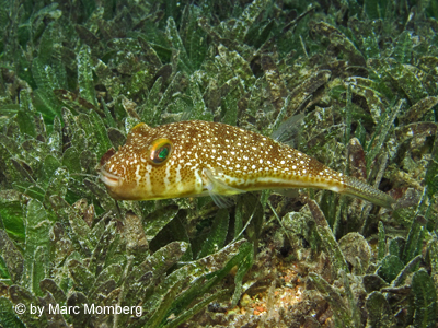 Kugelfisch (Torquigener flavimaculosus)