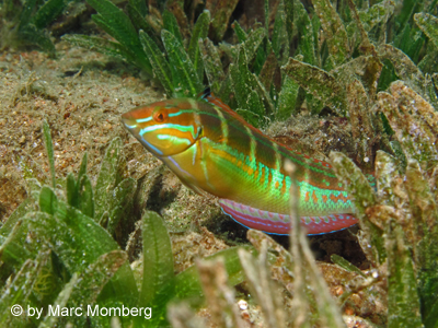 Meerpfau (Thalassoma pavo)