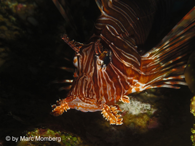 Rotfeuerfisch (Pterois muricata)