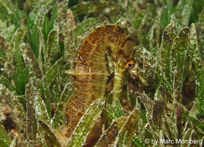 Seepferdchen (Hippocampus jayakari)