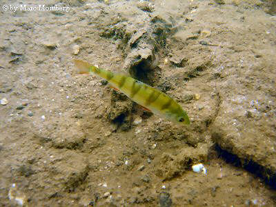 Flubarsch (Perca fluviatilis)