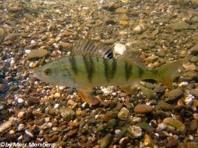 Flubarsch (Perca fluviatilis)