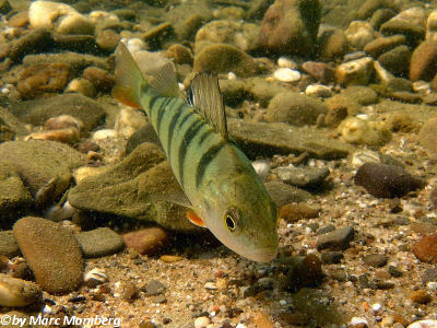 Flubarsch (Perca fluviatilis)