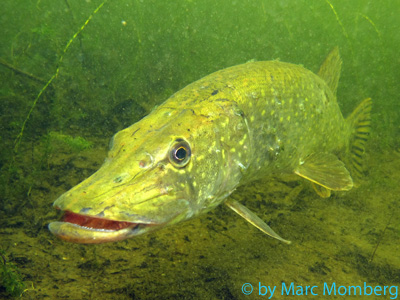 Hecht (Esox lucius)