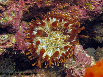 Rote Keulenanemone (Telmatactis cricoides)