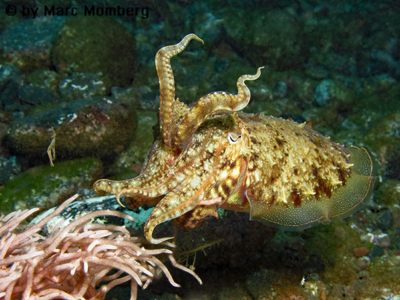 Gemeiner Tintenfisch (Sepia officinalis)