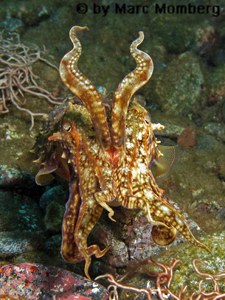 Gemeiner Tintenfisch (Sepia officinalis)