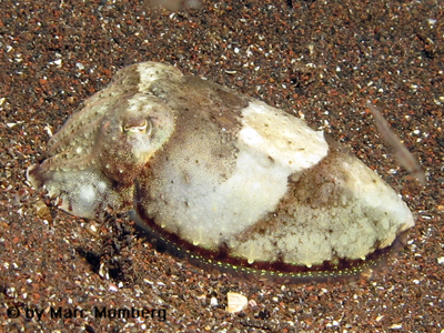 Baby Tintenfisch (Sepia officinalis)