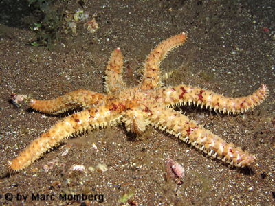 Dornenstern (Coscinasterias tenuispina)