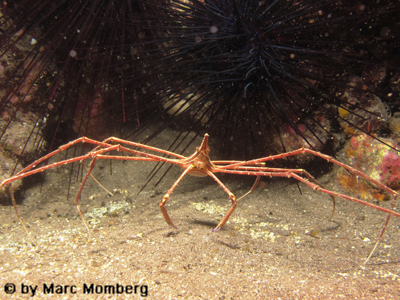 Ostatlantik-Pfeilkrabbe (Stenorhynchus lanceolatus)