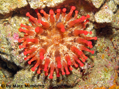 Rote Keulenanemone (Telmatactis cricoides)