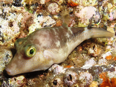 Spitzkopf-Kugelfisch (Canthigaster rostrata)