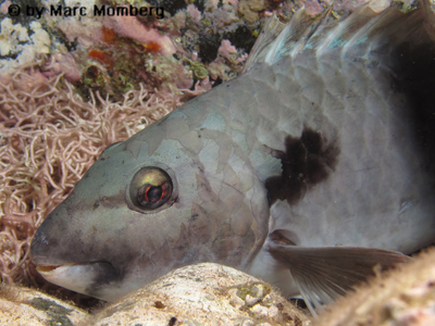 Europ. Papageifisch (m) (Sparisoma cretense)