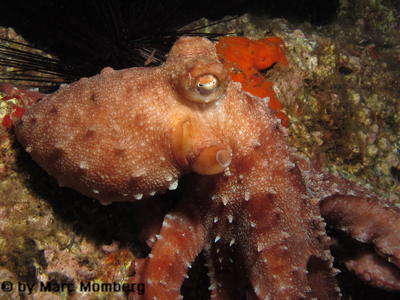 Gemeiner Krake (Octopus vulgaris)