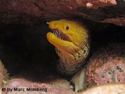 Tigermuraene (Enchelycore anatina)