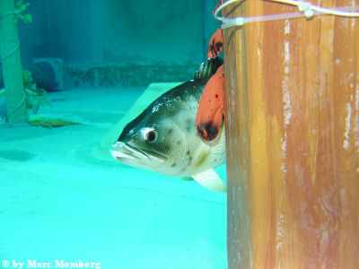 neugieriger Fisch