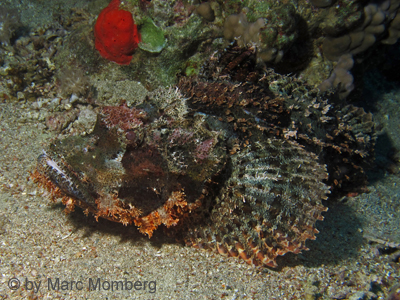 Bärtiger Drachenkopf (Scorpaenopsis barbata)