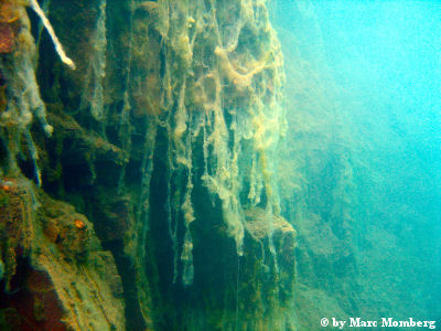 Algenbewachsene Steilwand