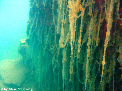 Algenbewachsene Steilwand