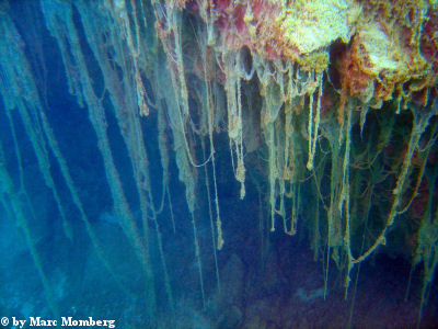 Algenbewachsene Steilwand
